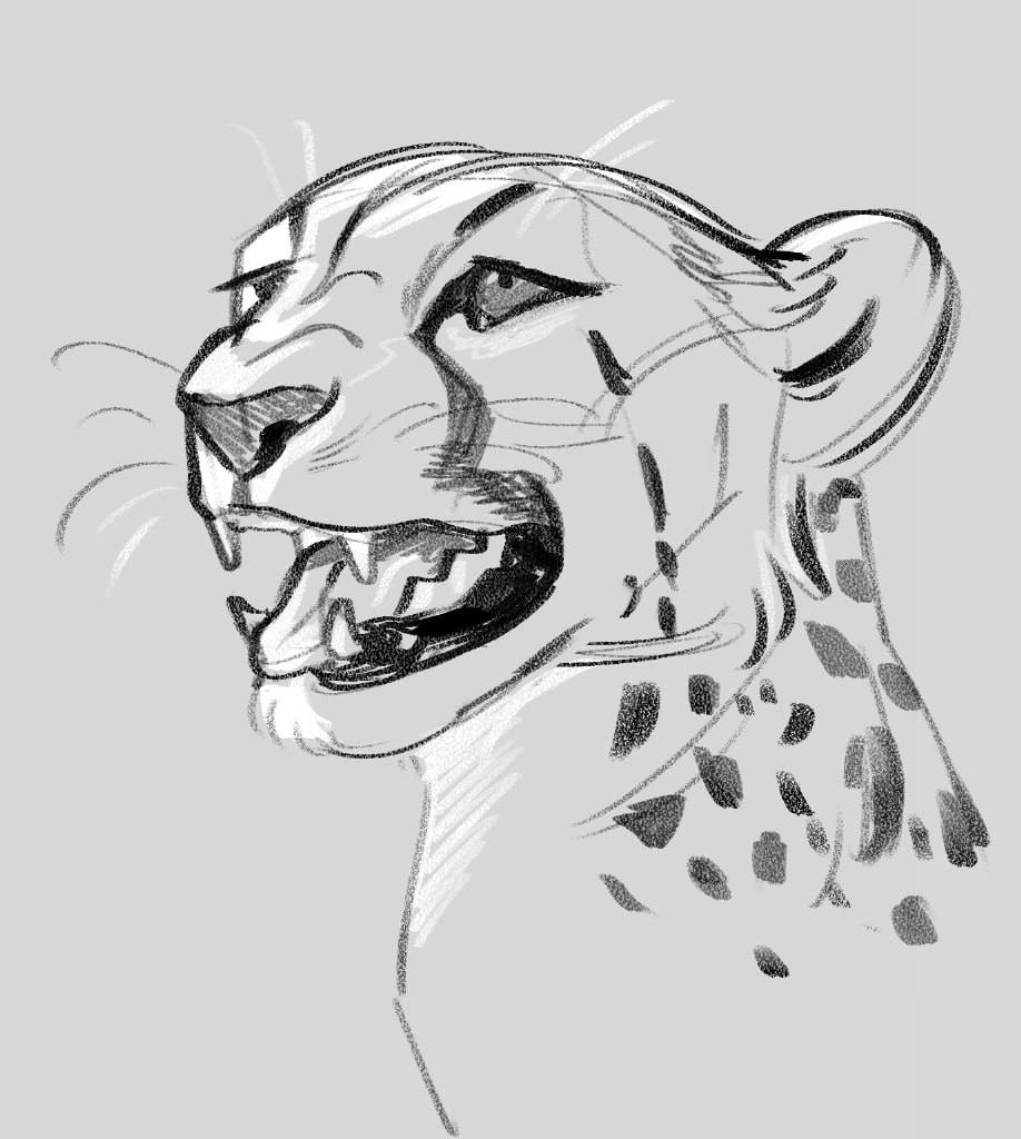 Cheetah 1