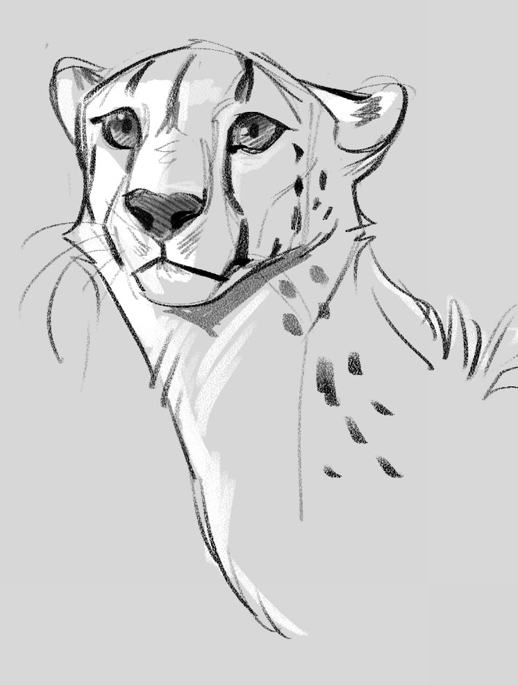 Cheetah 2