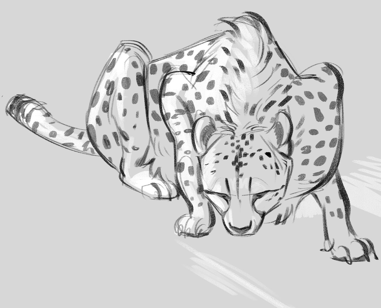 Cheetah 3
